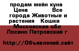 продам мейн куна › Цена ­ 15 000 - Все города Животные и растения » Кошки   . Московская обл.,Лосино-Петровский г.